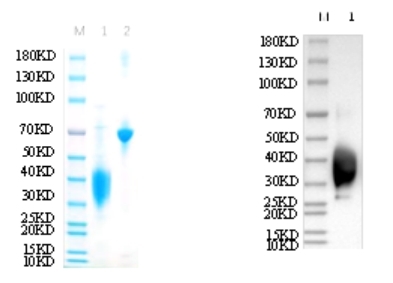 Reducing 12% SDS-PAGE and WB analysis profile of purified D234A<br />1. D234A<br />2. BSA